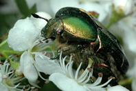 Cetonia aurata Cetonia aurata